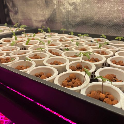 Cbg  growlog timeline photo