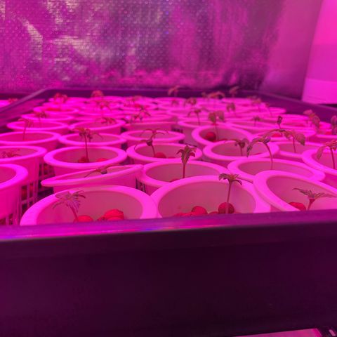 Cbg  growlog timeline photo