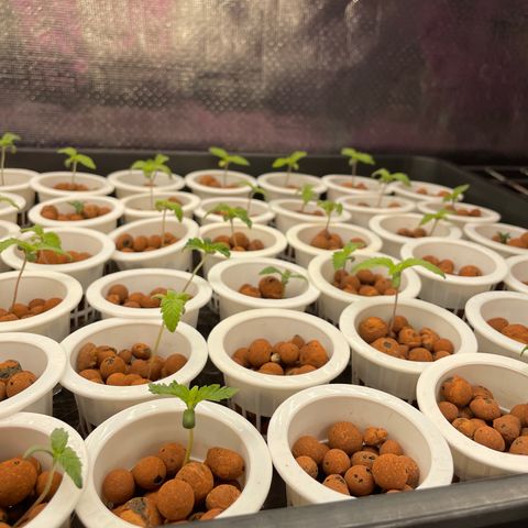 Cbg  growlog timeline photo