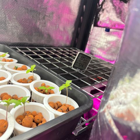 Cbg  growlog timeline photo