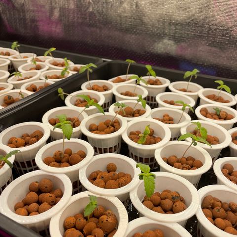 Cbg  growlog timeline photo