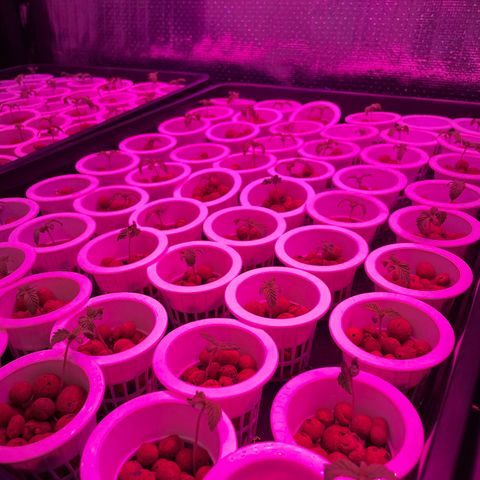Cbg  growlog timeline photo