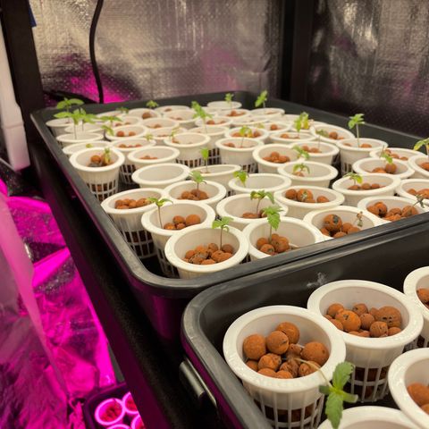 Cbg  growlog photo: Plants bouncing back 