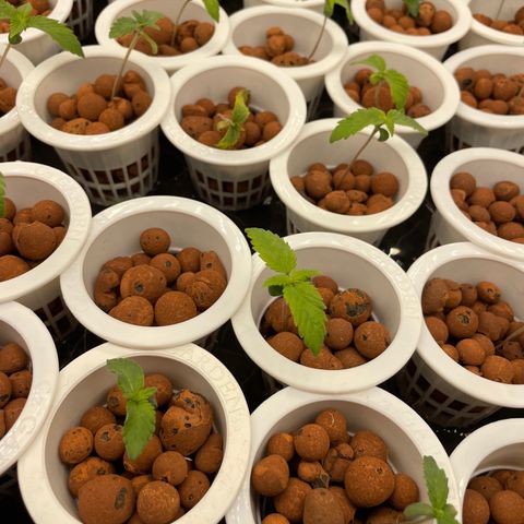 Cbg  growlog photo: Plants bouncing back 