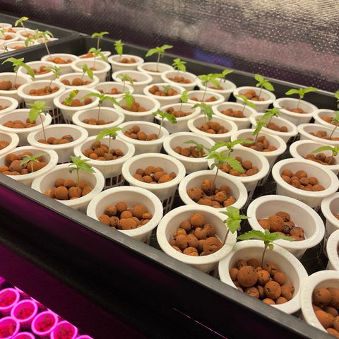 Cbg  growlog photo: Plants bouncing back 