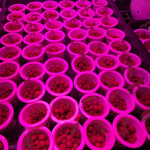 Cbg  growlog photo: Plants bouncing back 