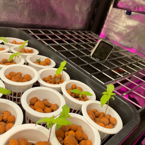 Cbg  growlog photo: Plants bouncing back 