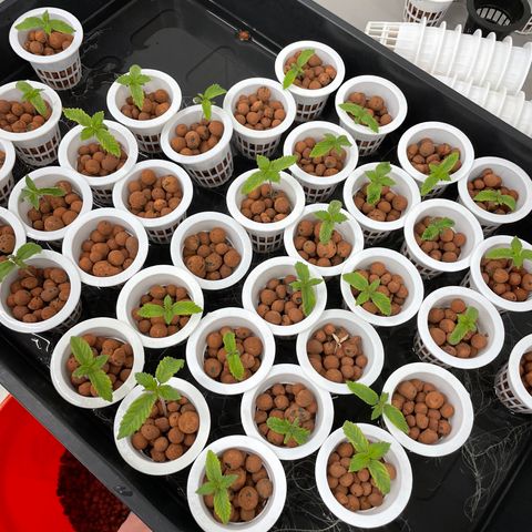 Cbg  growlog photo: Plants in the cloning collars into room 