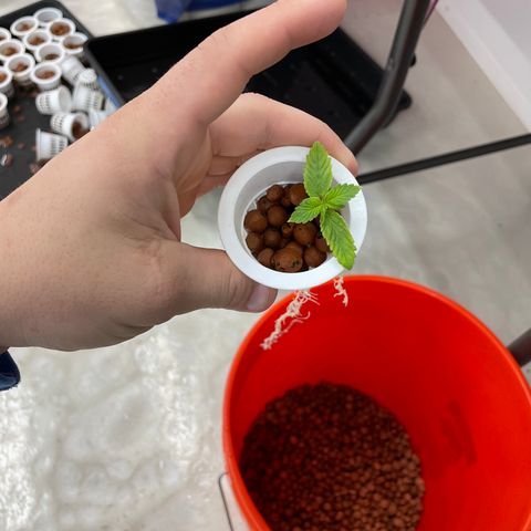 Cbg  growlog photo: Plants in the cloning collars into room 