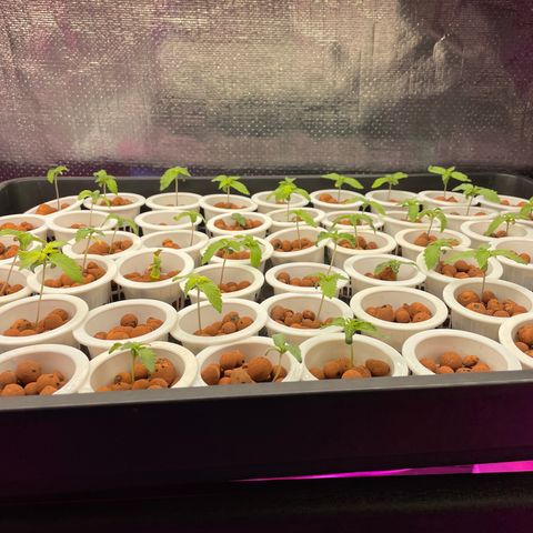 Cbg  growlog photo: Plants in the cloning collars into room 