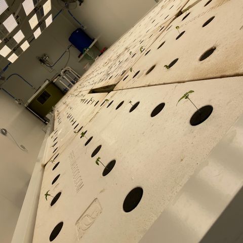 Cbg  growlog photo: Plants in the cloning collars into room 