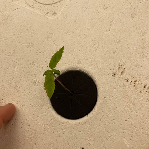 Cbg  growlog photo: Plants in the cloning collars into room 
