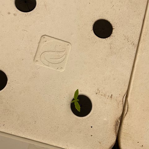 Cbg  growlog photo: Plants in the cloning collars into room 