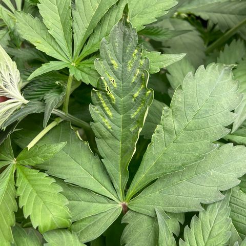 Cbg  growlog photo: Room showing weird signs looks like nitrogen toxicity was yellowing a few days ago now it’s only showing deep dark green blueish color weird edges on leaves scattered threw room rooted look awesome 