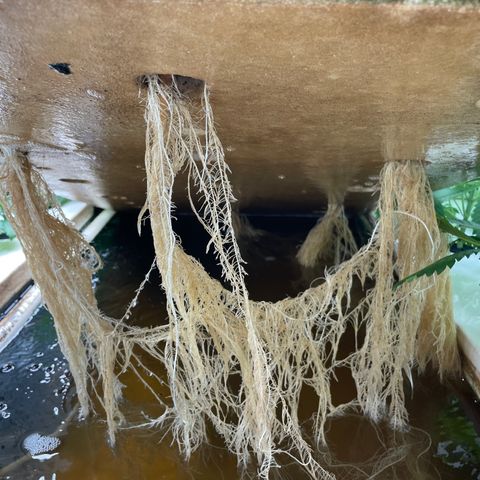 Cbg  growlog photo: Room showing weird signs looks like nitrogen toxicity was yellowing a few days ago now it’s only showing deep dark green blueish color weird edges on leaves scattered threw room rooted look awesome 