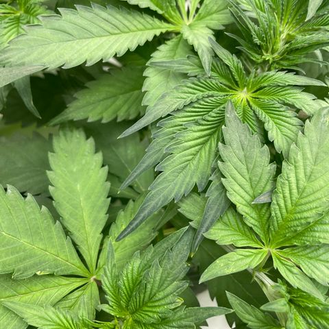 Cbg  growlog photo: Room showing weird signs looks like nitrogen toxicity was yellowing a few days ago now it’s only showing deep dark green blueish color weird edges on leaves scattered threw room rooted look awesome 