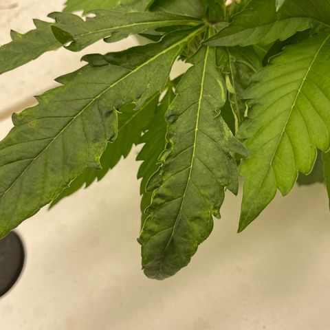 Cbg  growlog photo: Room showing weird signs looks like nitrogen toxicity was yellowing a few days ago now it’s only showing deep dark green blueish color weird edges on leaves scattered threw room rooted look awesome 