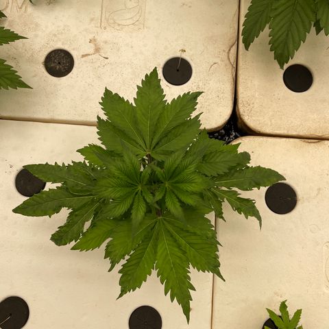 Cbg  growlog photo: Room showing weird signs looks like nitrogen toxicity was yellowing a few days ago now it’s only showing deep dark green blueish color weird edges on leaves scattered threw room rooted look awesome 