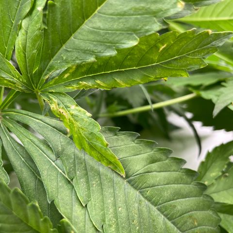 Cbg  growlog photo: Room showing weird signs looks like nitrogen toxicity was yellowing a few days ago now it’s only showing deep dark green blueish color weird edges on leaves scattered threw room rooted look awesome 