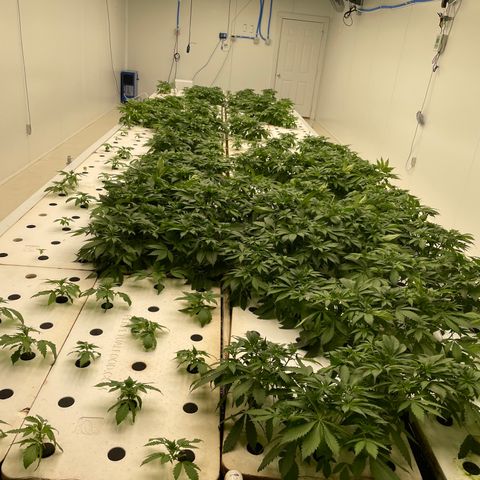 Cbg  growlog photo: Room showing weird signs looks like nitrogen toxicity was yellowing a few days ago now it’s only showing deep dark green blueish color weird edges on leaves scattered threw room rooted look awesome 