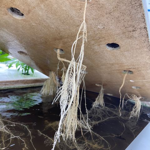Cbg  growlog timeline photo