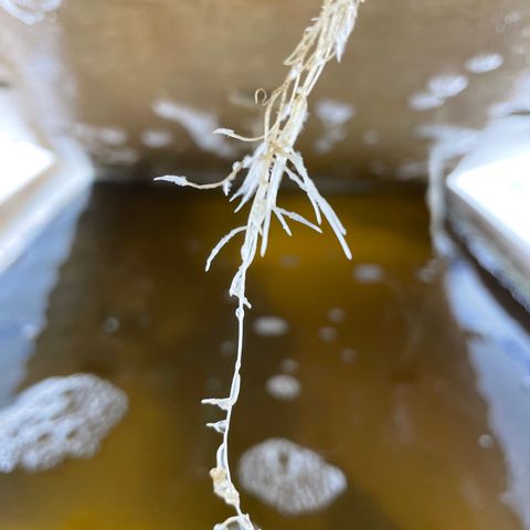 Cbg  growlog timeline photo
