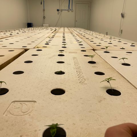 Cbg  growlog timeline photo