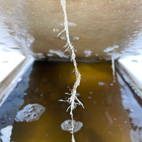 Cbg  growlog timeline photo