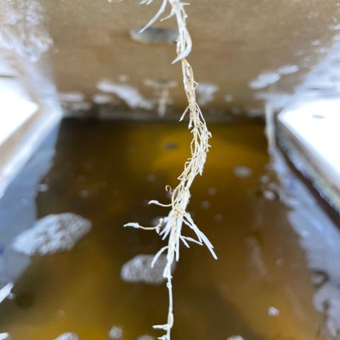 Cbg  growlog timeline photo