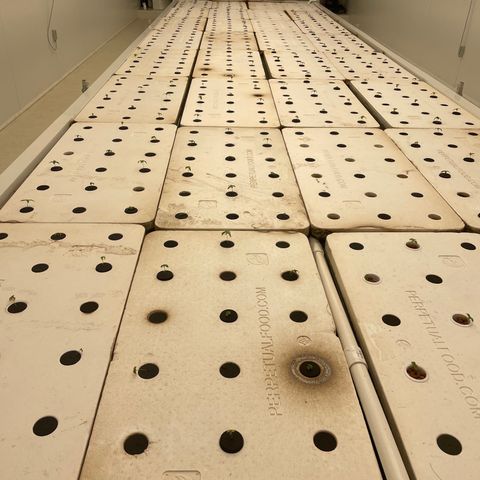 Cbg  growlog timeline photo