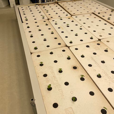 Cbg  growlog timeline photo