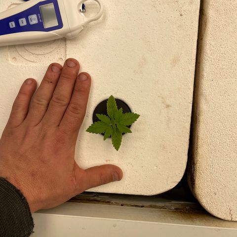 Cbg  growlog timeline photo