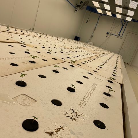 Cbg  growlog timeline photo