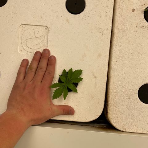 Cbg  growlog timeline photo