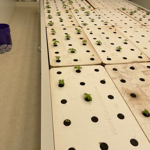 Cbg  growlog timeline photo
