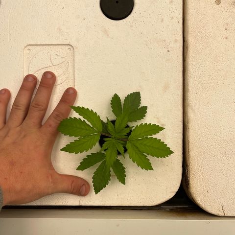 Cbg  growlog timeline photo