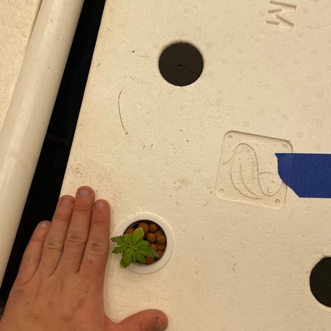 Cbg  growlog timeline photo