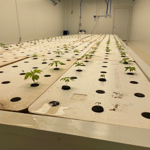 Cbg  growlog timeline photo