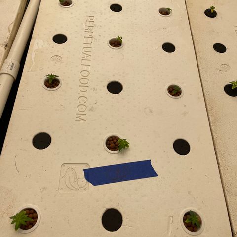 Cbg  growlog timeline photo