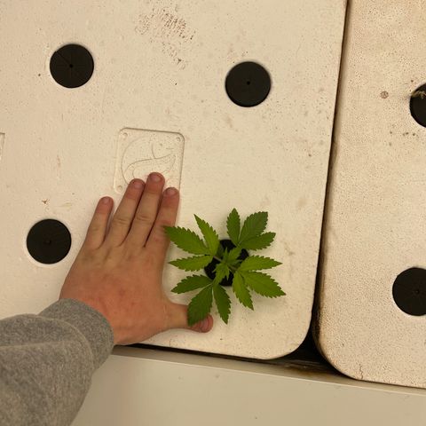 Cbg  growlog timeline photo