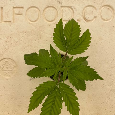 Cbg  growlog timeline photo