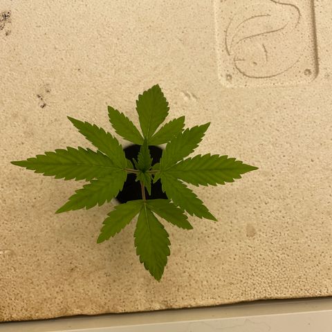 Cbg  growlog timeline photo