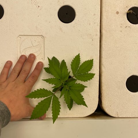 Cbg  growlog timeline photo