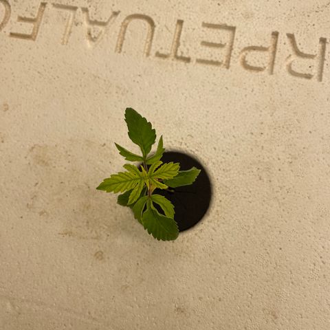 Cbg  growlog timeline photo