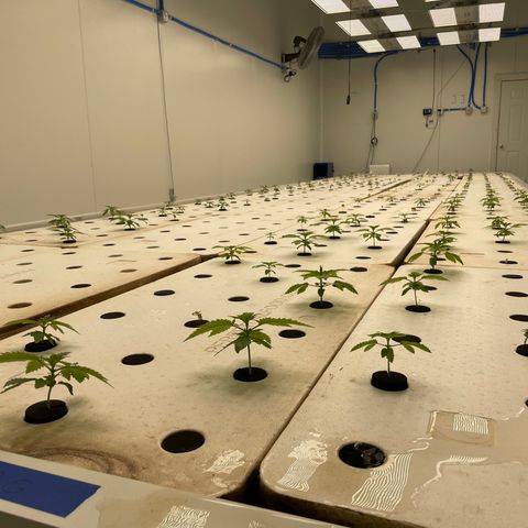 Cbg  growlog timeline photo
