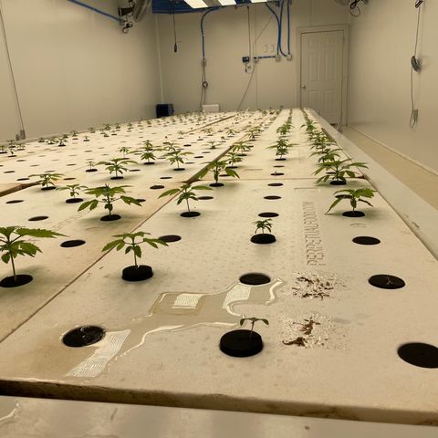 Cbg  growlog timeline photo