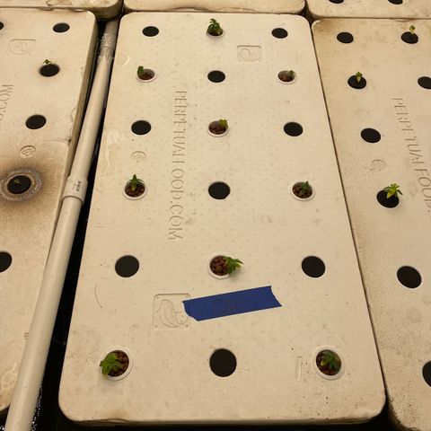 Cbg  growlog timeline photo