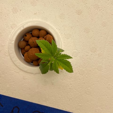 Cbg  growlog timeline photo