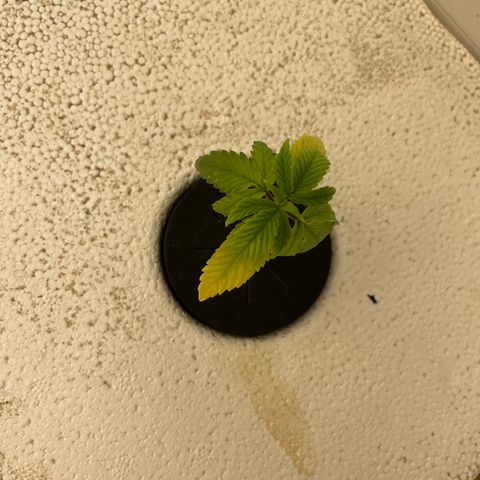 Cbg  growlog timeline photo