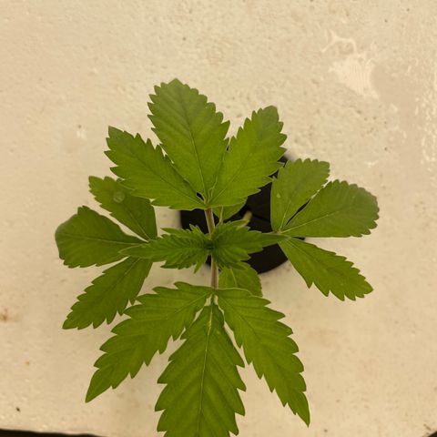 Cbg  growlog timeline photo